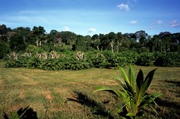 Blue-sky;-Coconut-palm;-Comoros-Archipelago;-Forest;-France;-Indian-Ocean;-Kaleidos;-Kaleidos-images;-La-parole-à-limage;-Landscape;-Laurent-Abad;-Mayotte;-Meadow;-Stories-Pictures;-Vegetation